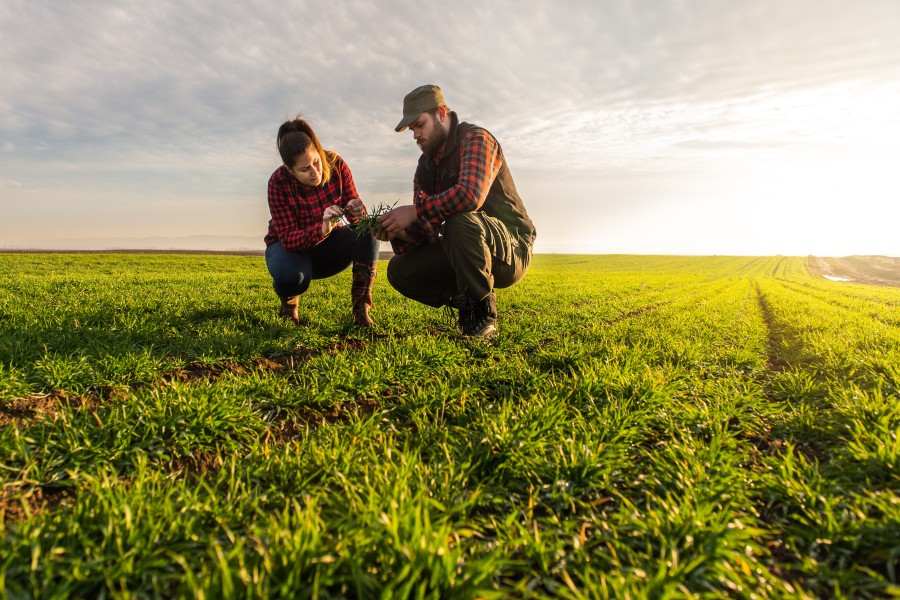 Two farmers check crops.